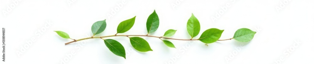 Simple elegant stem with green leaves against white background, isolated, leaf, stem Simple elegant stem with green leaves against white background, isolated, leaf, stem