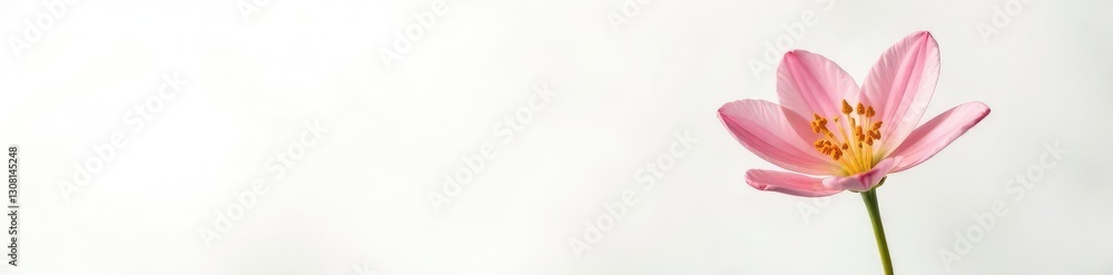 Fototapeta premium Single bloom of a popular garden flower against simple white background, simplicity, floral