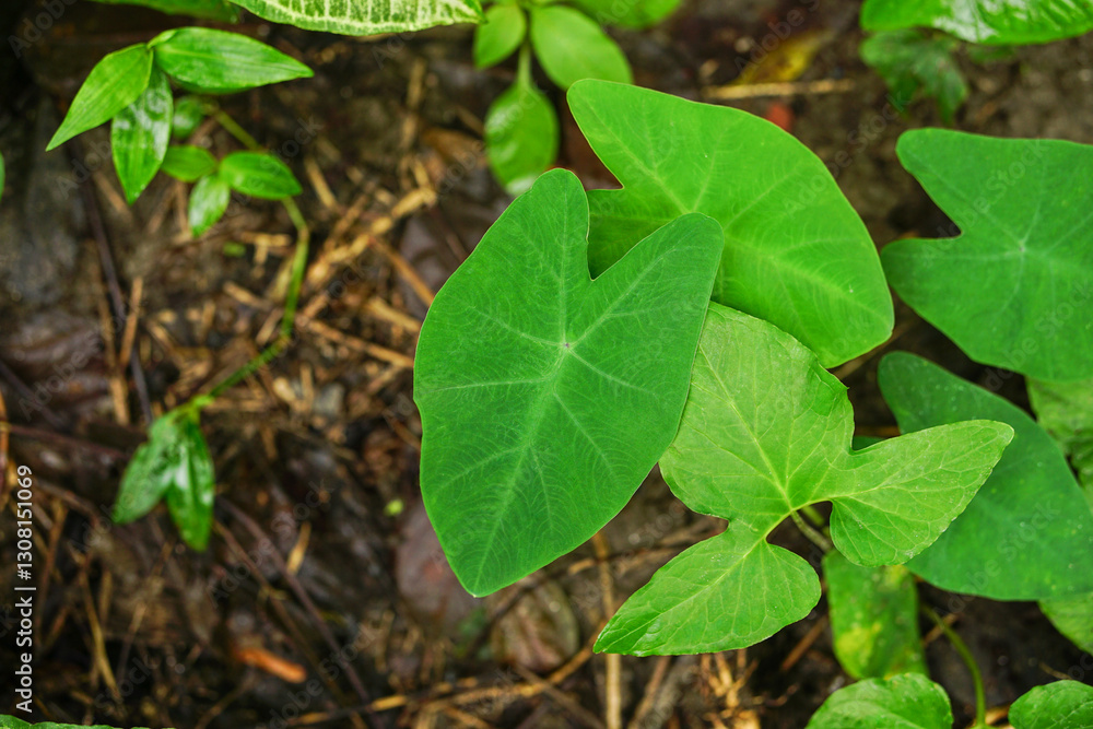 A Close-Up of Taro Leaves Emerging from the Damp Soil A Close-Up of Taro Leaves Emerging from the Damp Soil