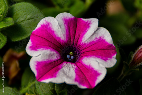 pink flower in the garden