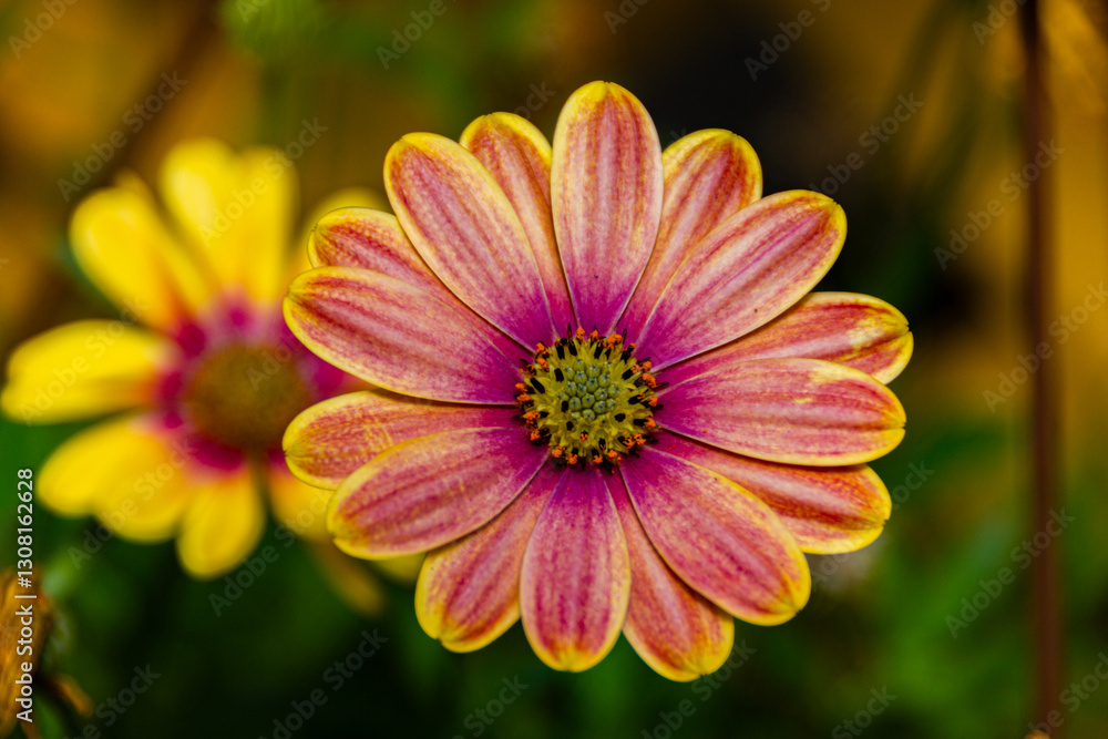 Obraz premium flower of a dahlia