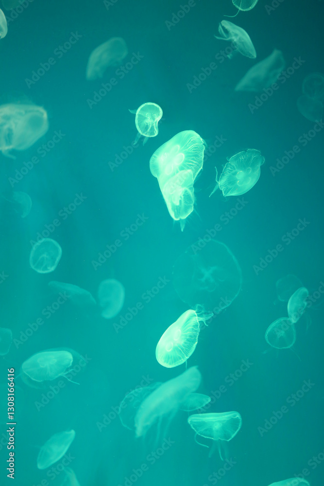 Small jellyfish or medusa of bright green color.