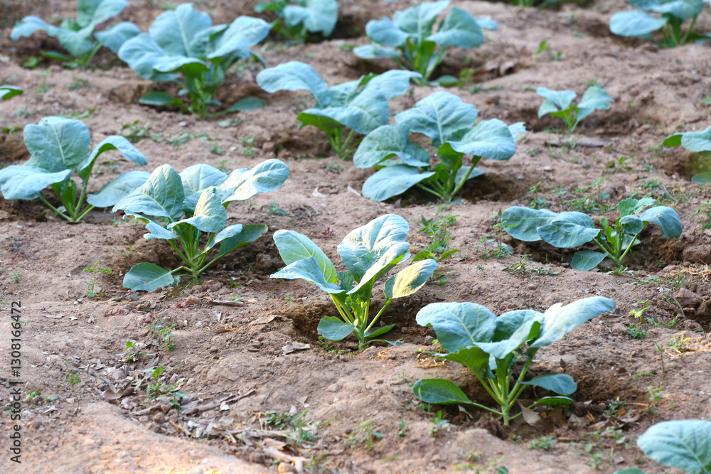 Cauli flower being growing, in an agriculture field.