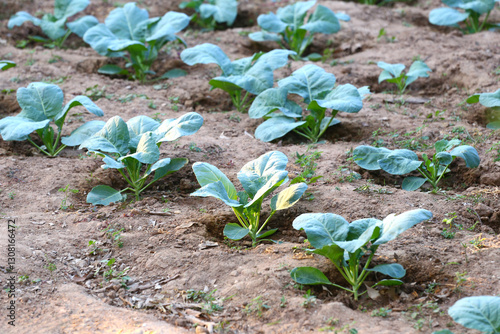 Obraz na płótnie Cauli flower being growing, in an agriculture field. w salonie