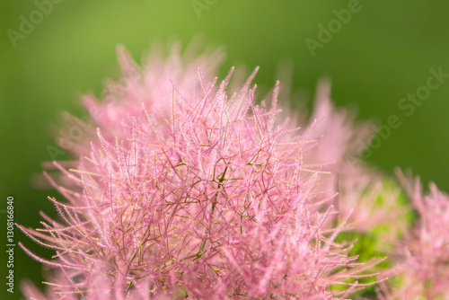smoke tree