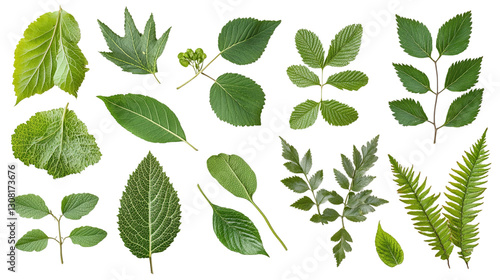 Elm leaves isolated on transparent background - high quality png.