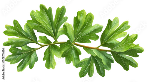 Green sassafras leaves isolated on a transparent background - high quality png.