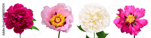 Collection peony head isolated on white background. Beautiful spring flowers. Flat lay, top view