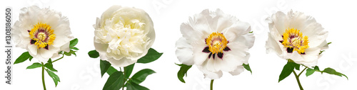 Collection white peony head isolated on white background. Beautiful spring flowers. Flat lay, top view