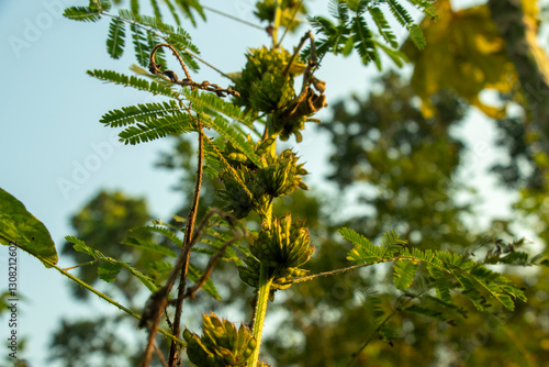 Catclaw brier, Mimosa nuttallii cats claw sensitive briar native photo