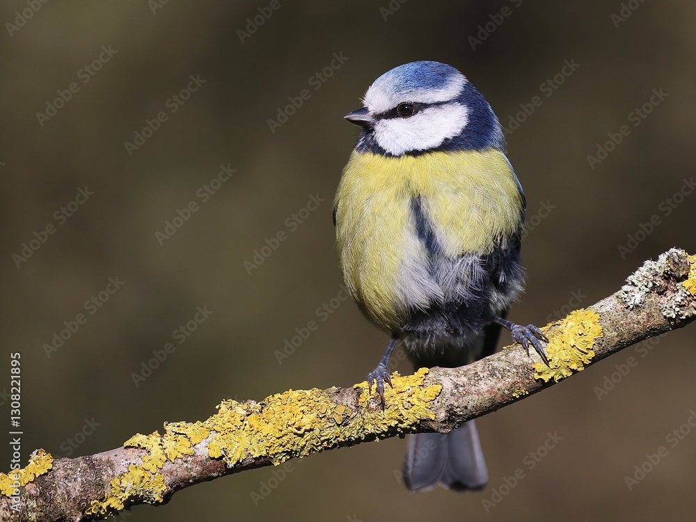 Obraz premium Blue tit