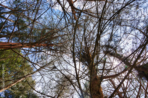Wallpaper Mural Nadir view of intertwined pine tree branches forming a dense canopy against a bright blue sky. Sunlight peeks through the gaps, creating a lens flare. Themes related to nature, forest and ecosystems Torontodigital.ca