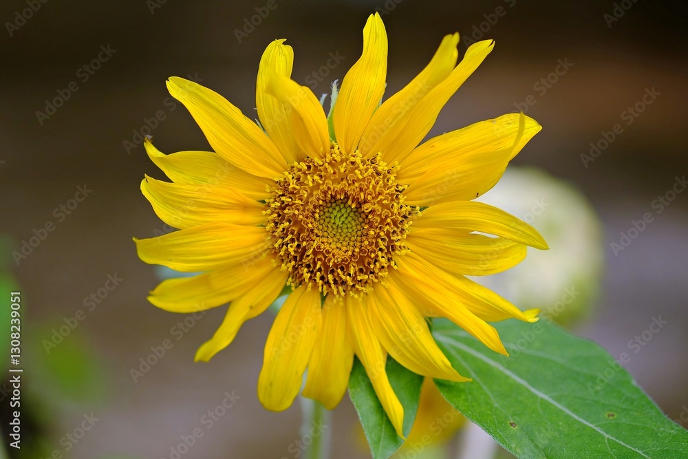 Close-up of a beautiful sunflower. Close-up of a beautiful sunflower.