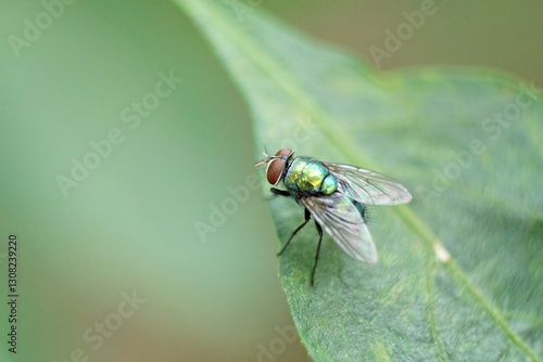 Konstfotografi Close-up of a fly perched on a leaf.