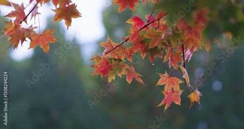 Maple leaves covered with rain on a rainy day in late autumn