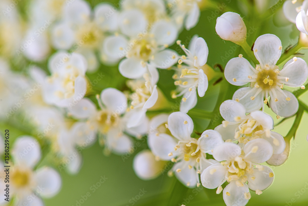 cherry tree blossom cherry tree blossom
