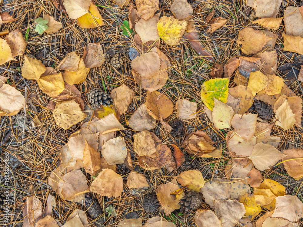 Orange and yellow fallen leaves in the sunlight. Orange and yellow fallen leaves in the sunlight.