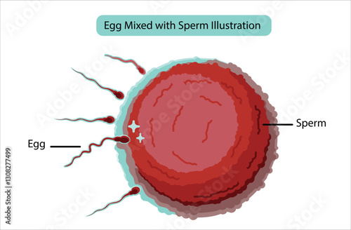 Egg Mixed with Sperm Illustration