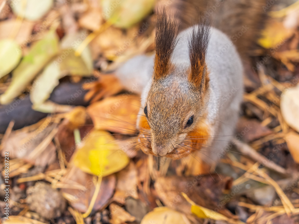 Squirrel in autumn hides nuts on the green grass with fallen yellow leaves Squirrel in autumn hides nuts on the green grass with fallen yellow leaves