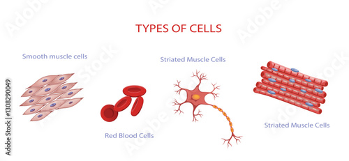 Types of cells biology vector illustration