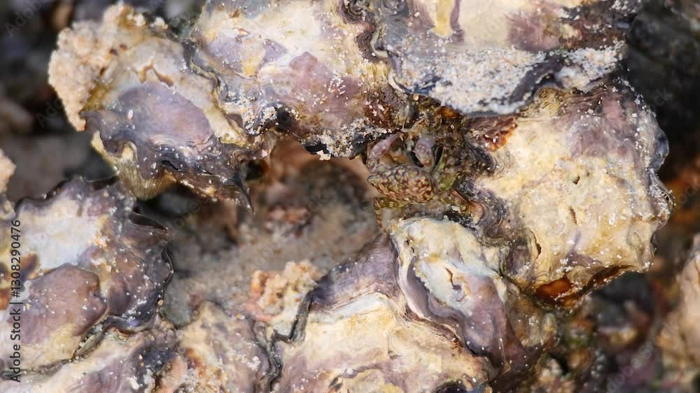 Barnacles and Shellfish on Rocky Shore Barnacles and Shellfish on Rocky Shore