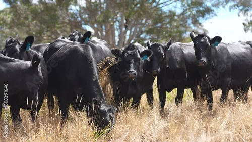 Wallpaper Mural Beef Angus and Wagyu cows grazing in a field in a dry summer. Cow Herd on a farm practicing regenerative agriculture on a farming landscape. Fat Cattle at dusk Torontodigital.ca