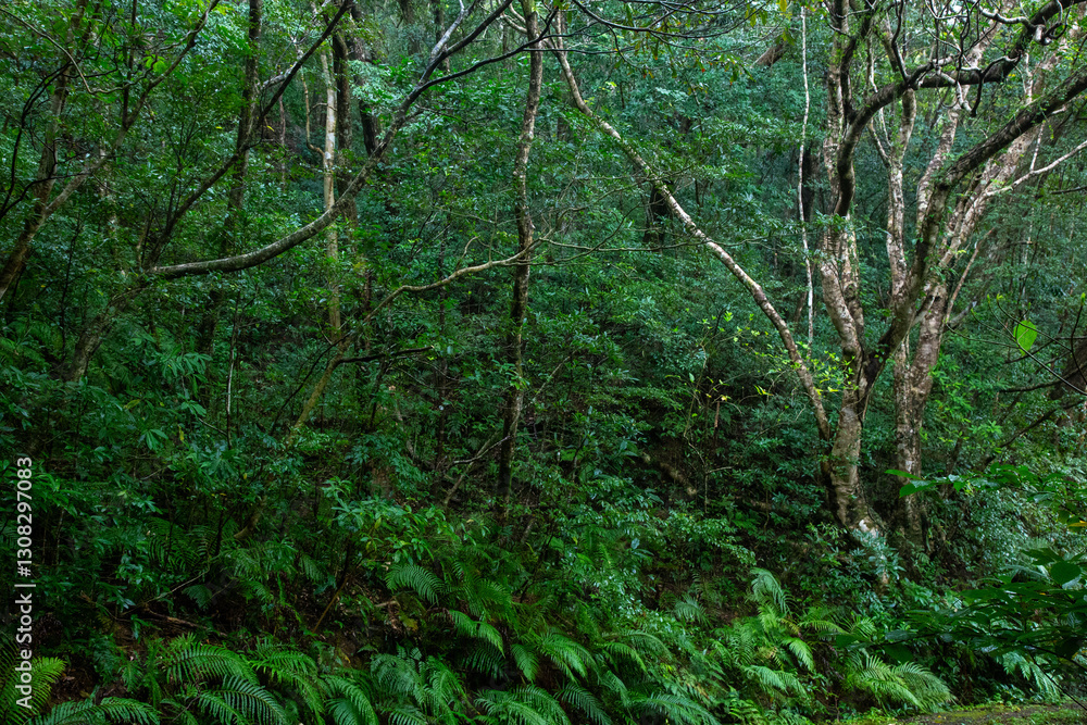 奄美大島 世界自然遺産の森 ヒカゲヘゴ・シダ・スダジィの森 奄美大島 世界自然遺産の森 ヒカゲヘゴ・シダ・スダジィの森
