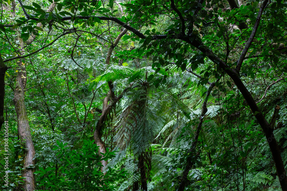 Naklejka premium 奄美大島 世界自然遺産の森 ヒカゲヘゴ・シダ・スダジィの森