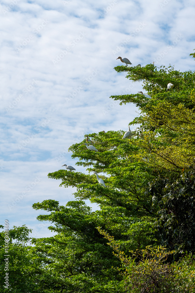 Fototapeta premium Cattle Egret or Bubulcus ibis , White birds are grouped together in a tree.