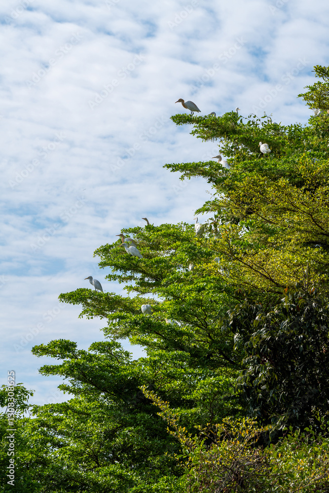 Fototapeta premium Cattle Egret or Bubulcus ibis , White birds are grouped together in a tree.