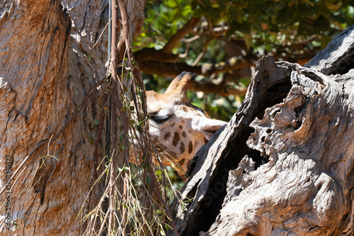 Photography Giraffe zoo wildlife Africa