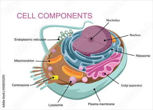 Human Cells Illustration	