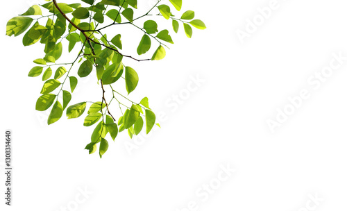 Quadro em tela A leafy branch with a white background