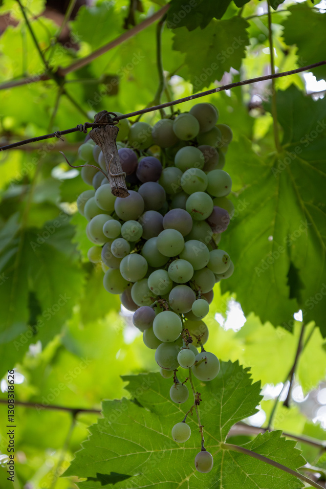 Sunlit Vineyards: Thriving Grape Plants in Nature Sunlit Vineyards: Thriving Grape Plants in Nature