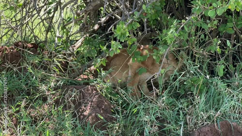 Very small Maasai Lion (Panthera leo massaicus) cubs sheltering under a tree in Serengeti National Park, Tanzania. Very small Maasai Lion (Panthera leo massaicus) cubs sheltering under a tree in Serengeti National Park, Tanzania.