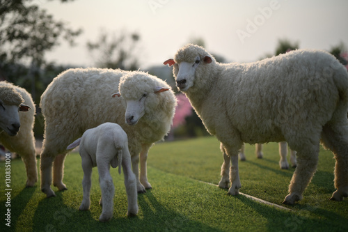 A pair of sheep affectionately nuzzle each other, showing a tender moment of love and connection.