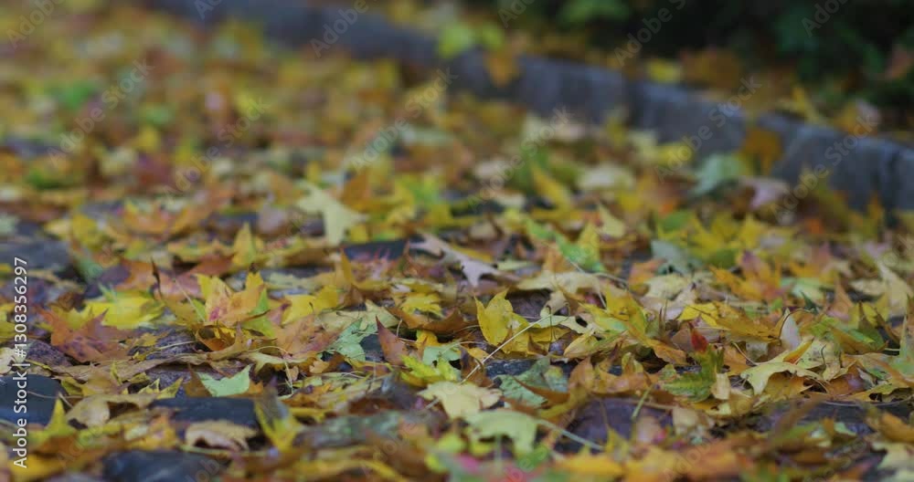 Maple leaves covered with rain on a rainy day in late autumn Maple leaves covered with rain on a rainy day in late autumn