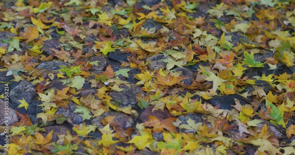 Maple leaves covered with rain on a rainy day in late autumn Maple leaves covered with rain on a rainy day in late autumn