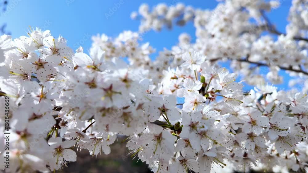 Blooming Cherry Blossoms in Spring Bring Beauty to the Park Blooming Cherry Blossoms in Spring Bring Beauty to the Park