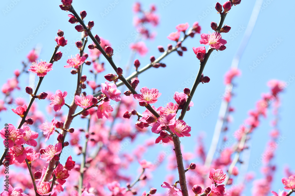 梅の花 梅の花