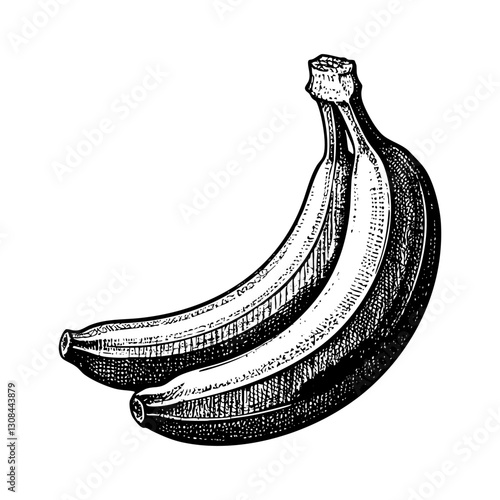 Banana fruit sketch engraving black and white outline. Scratch board imitation.  illustrated in vintage line art style on a white background.
