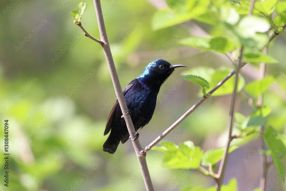 Obraz premium Purple Sunbird on tree