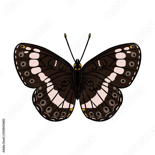 vector drawing butterfly , Eurasian white admiral, Limenitis camilla, insect isolated at white background, natural element, hand drawn illustration