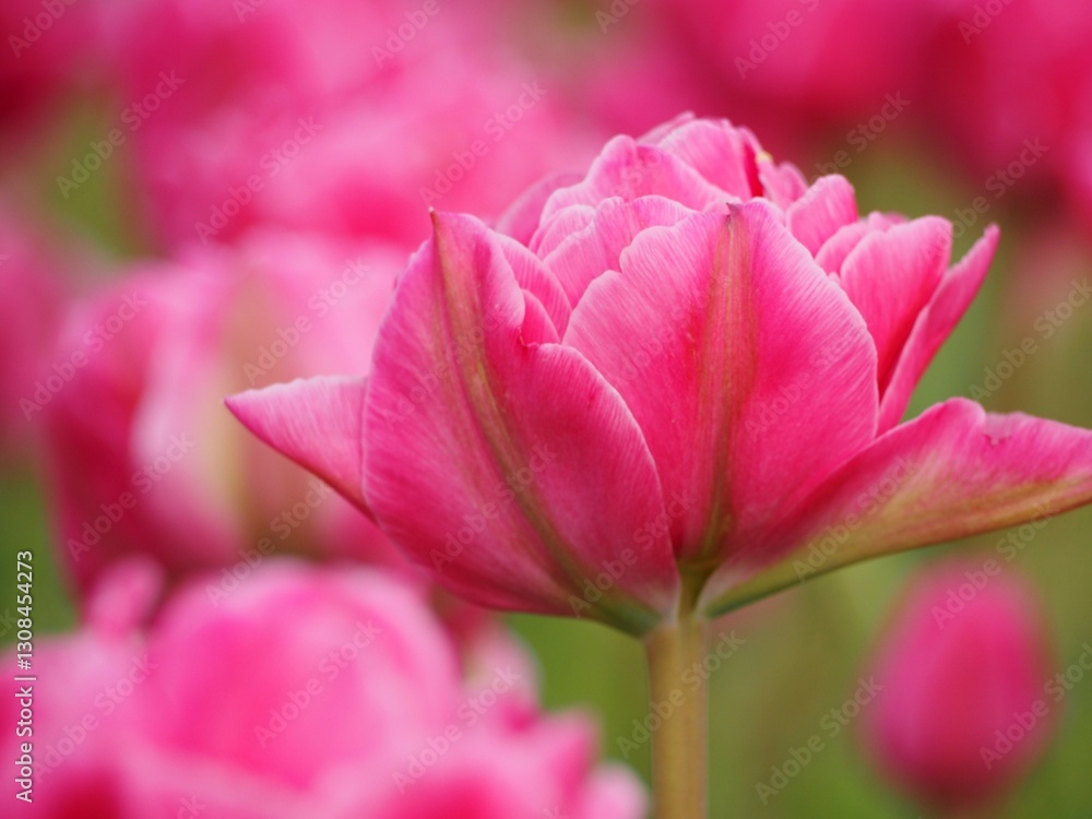 Fototapeta premium 新潟県産チューリップ 越爛漫