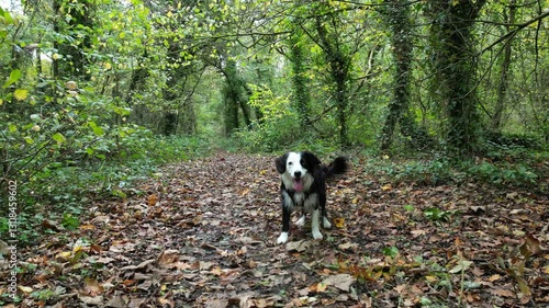 Wallpaper Mural A happy Border Collie stands on a leaf-covered forest path, surrounded by lush green trees. A peaceful autumn woodland scene, perfect for themes of nature, pets, and outdoor adventures. Torontodigital.ca