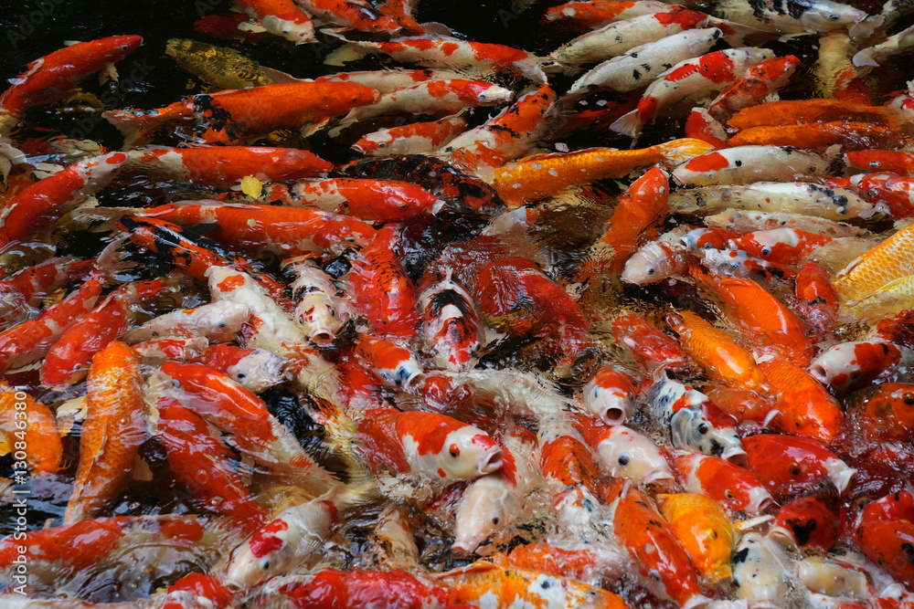 Hundreds of koi fish gather to compete for food. Hundreds of koi fish gather to compete for food.