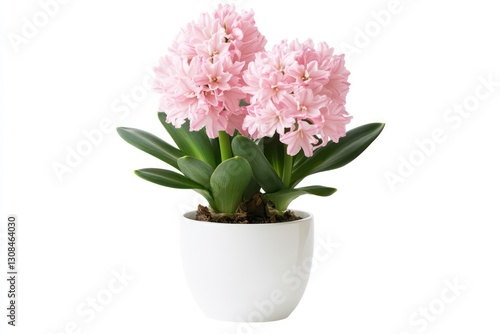 Wallpaper Mural A clean and bright image of a pink hyacinth flower in a white pot, with the soft hues of the flowers contrasting against the pure white background. Torontodigital.ca