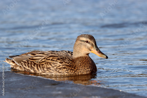 Photography Malard, female