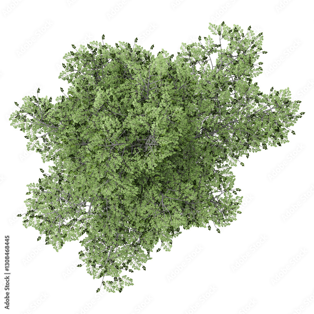 Obraz premium collection of Alder tree with realistic style