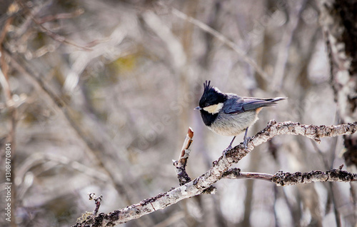 the bird in the snow mountain